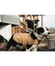 Carhartt Chore Dog Coat